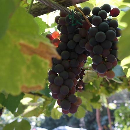 Apartman Ana Novi Vinodolski Buitenkant foto