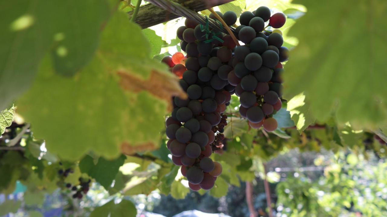 Apartman Ana Novi Vinodolski Buitenkant foto